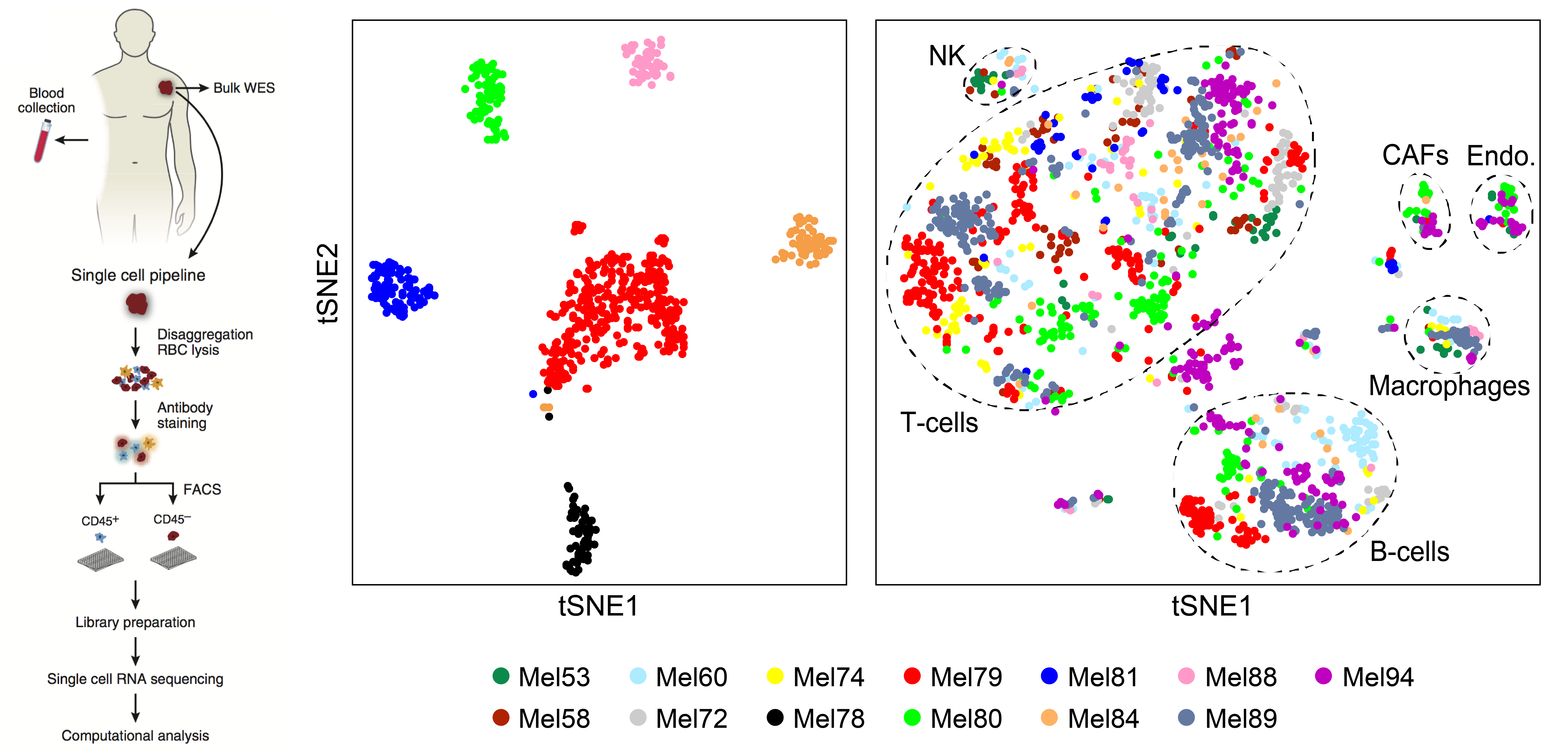 We have developed a clinical scRNA-seq pipeline to profile cells from primary and metastatic tumor biopsies. (Tirosh et al., Science, 2016).