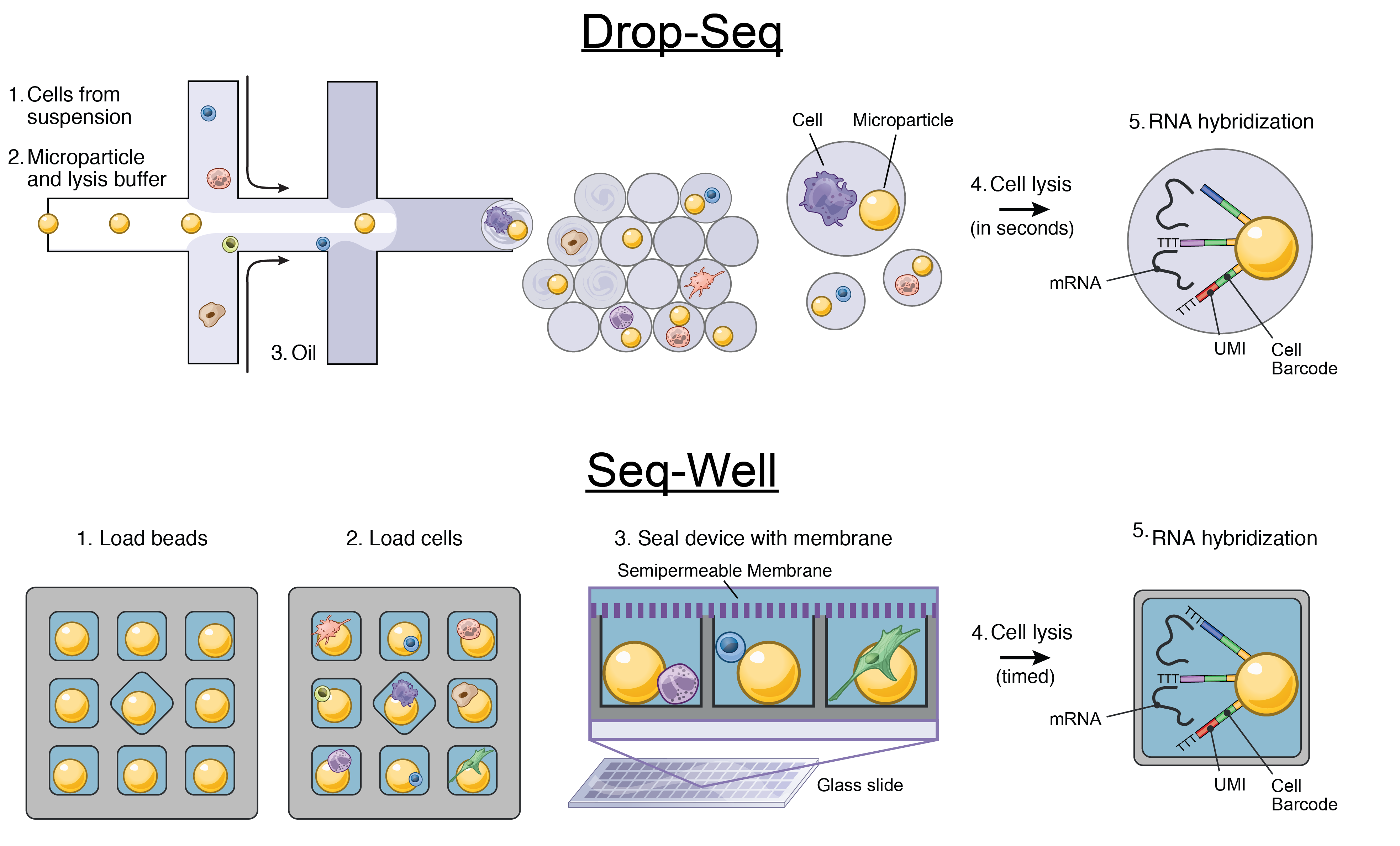 We have co-developed DropSeq and Seq-Well, two high-throughput technologies capable of profiling thousands of single cells.