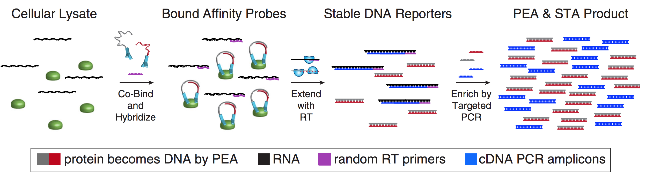 We have developed methodologies to measure RNA and protein simultaneously from the same single cells. 