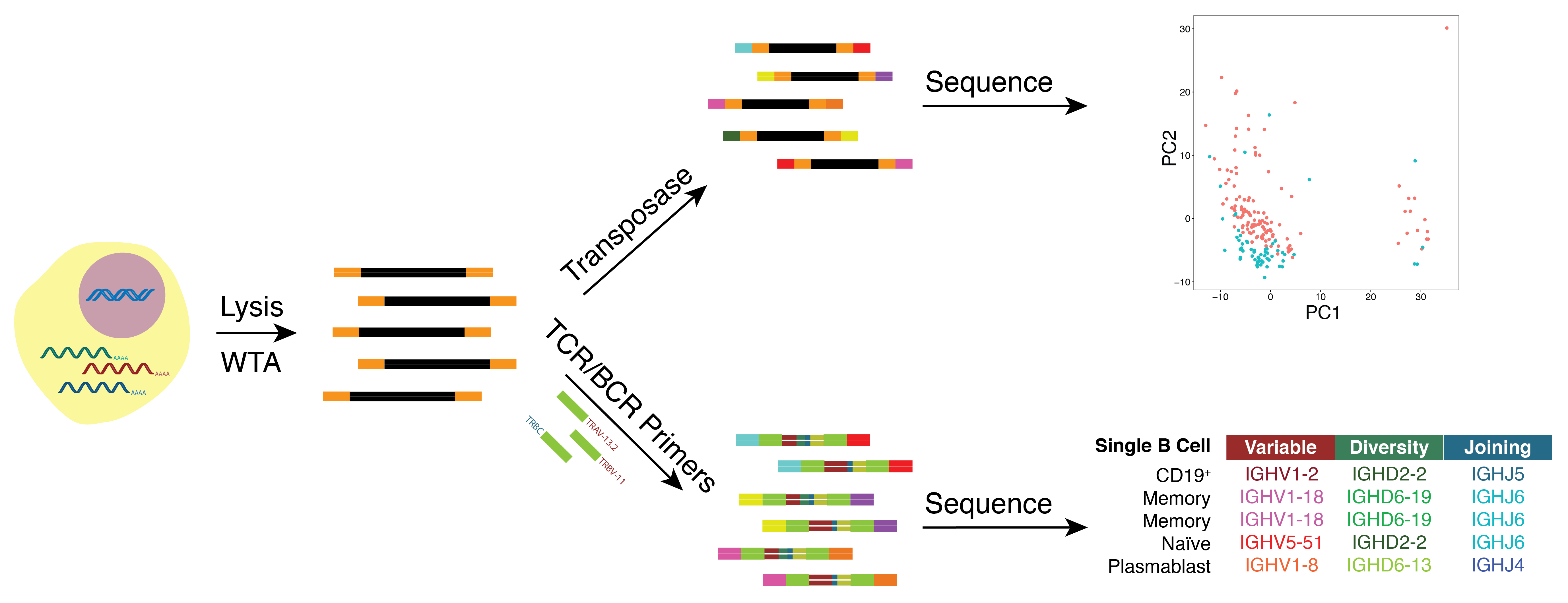 By coupling TCR/BCR amplification techniques with our single-cell transcriptome workflows, we can pair the alpha and beta (or heavy and light) chains from single cells with their gene expression profiles.