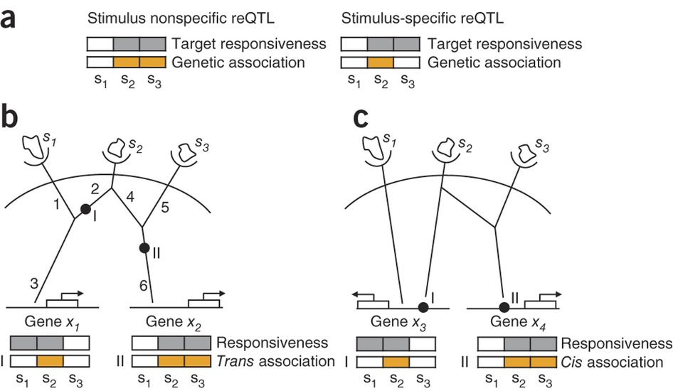 Deciphering molecular circuits from genetic variation underlying transcriptional responsiveness to stimuli