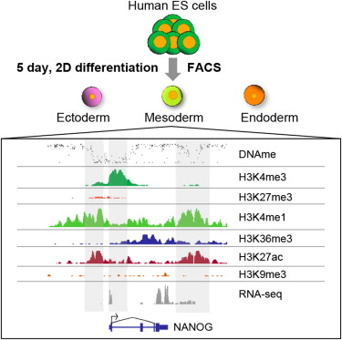 Transcriptional and Epigenetic Dynamics during Specification of Human Embryonic Stem Cells