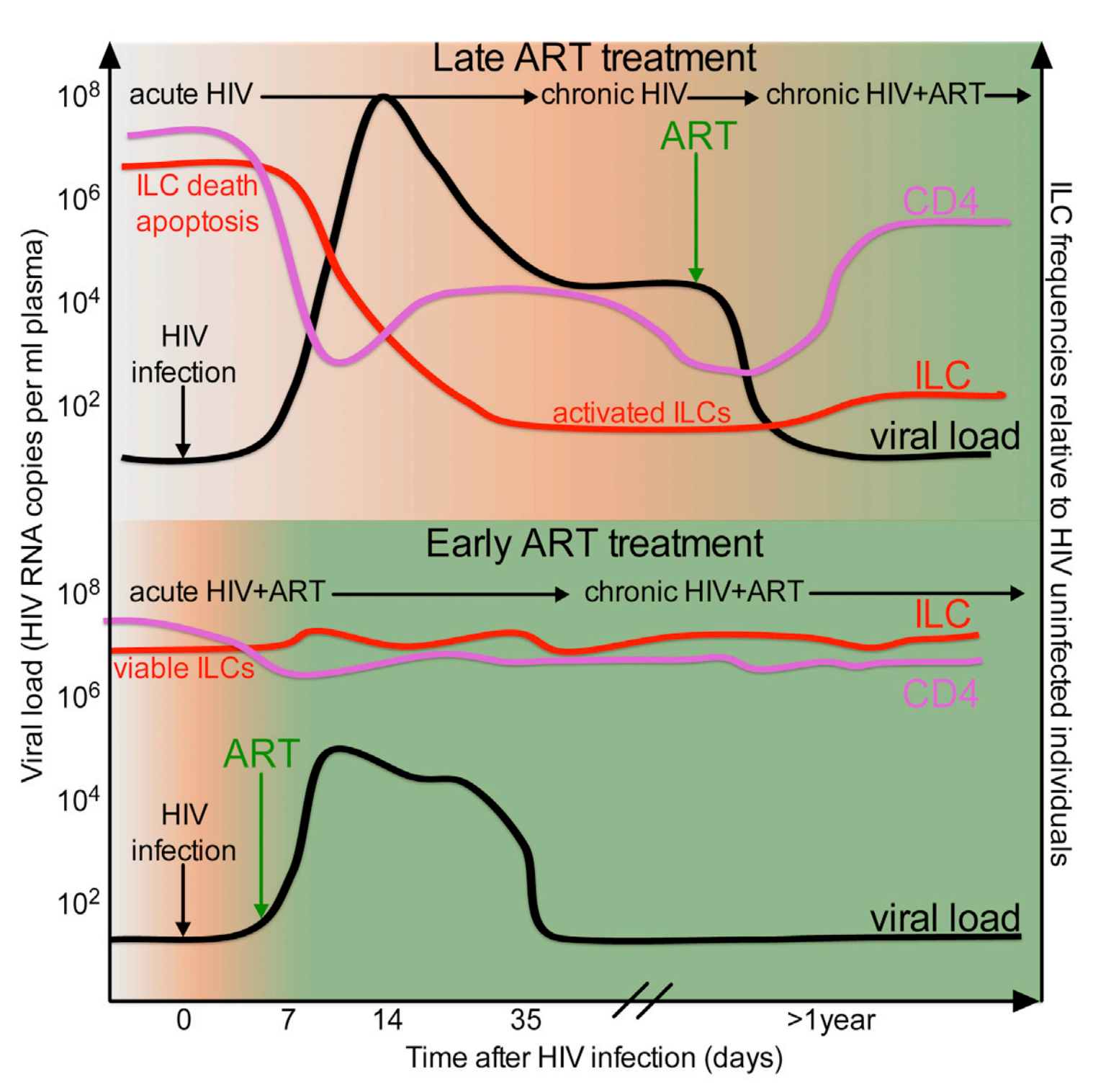 Innate Lymphoid Cells Are Depleted Irreversibly during Acute HIV-1 Infection in the Absence of Viral Suppression