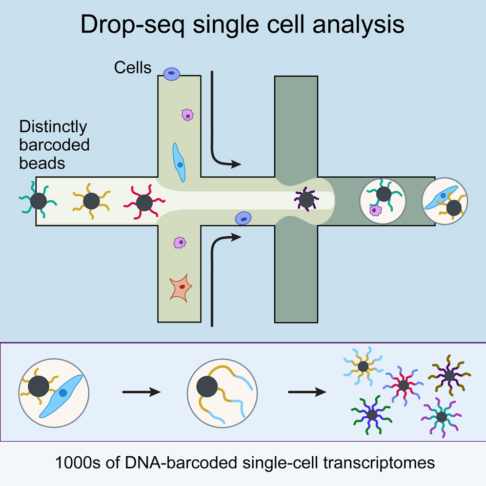 Highly Parallel Genome-wide Expression Profiling of Individual Cells Using Nanoliter Droplets