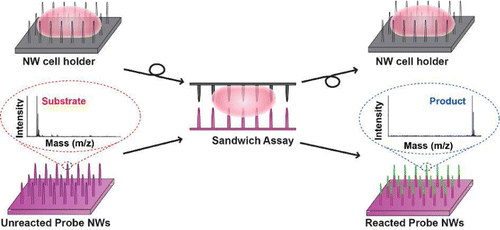 Probing Enzymatic Activity inside Living Cells Using a Nanowire−Cell “Sandwich” Assay