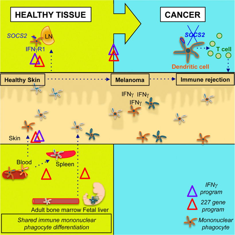 IFNγ-Dependent Tissue-Immune Homeostasis is Co-opted in the Tumor Microenvironment