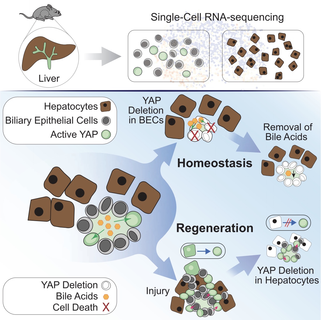 Single-Cell Analysis of the Liver Epithelium Reveals Dynamic Heterogeneity and an Essential Role for YAP in Homeostasis and Regeneration
