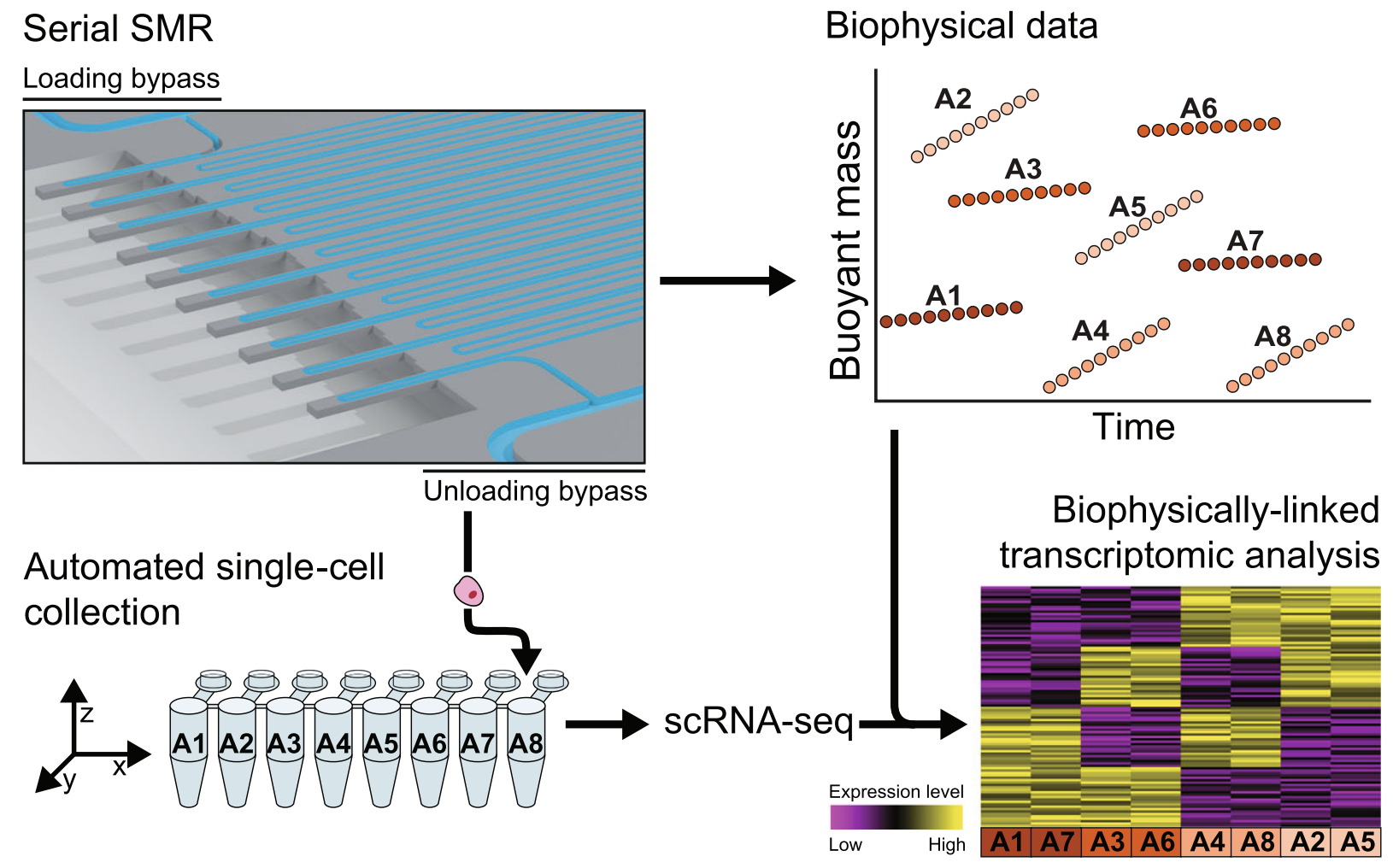 Linking single-cell measurements of mass, growth rate, and gene expression