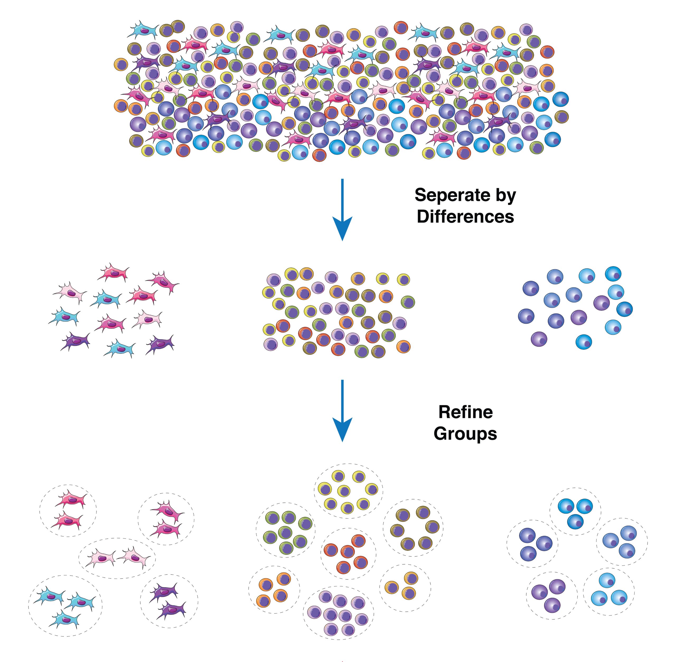 Heterogeneity in immune responses: from populations to single cells