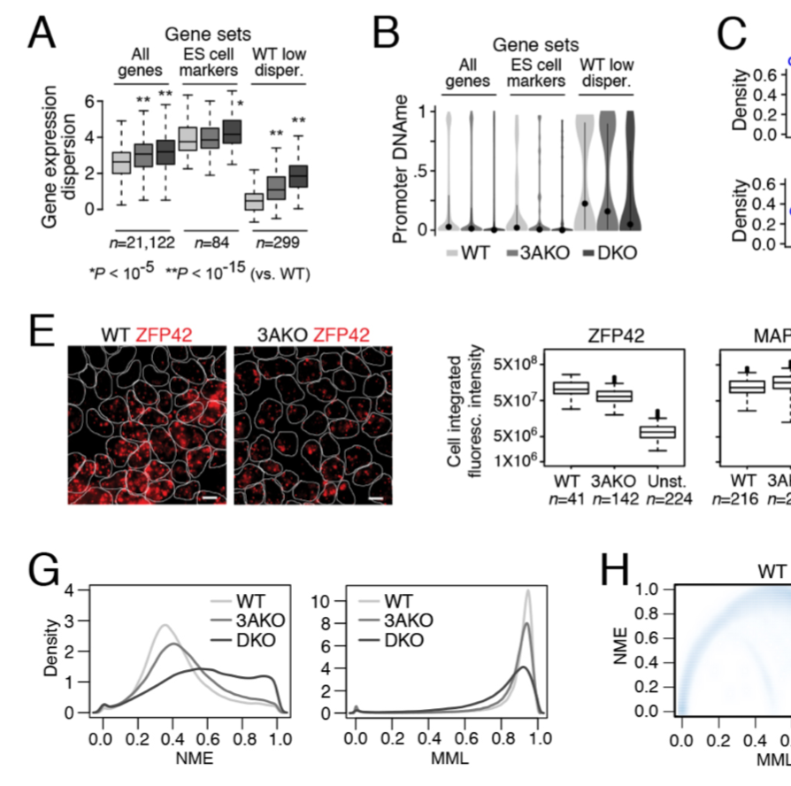 Loss of DNA methyltransferase activity in primed human ES cells triggers increased cell-cell variability and transcriptional repression