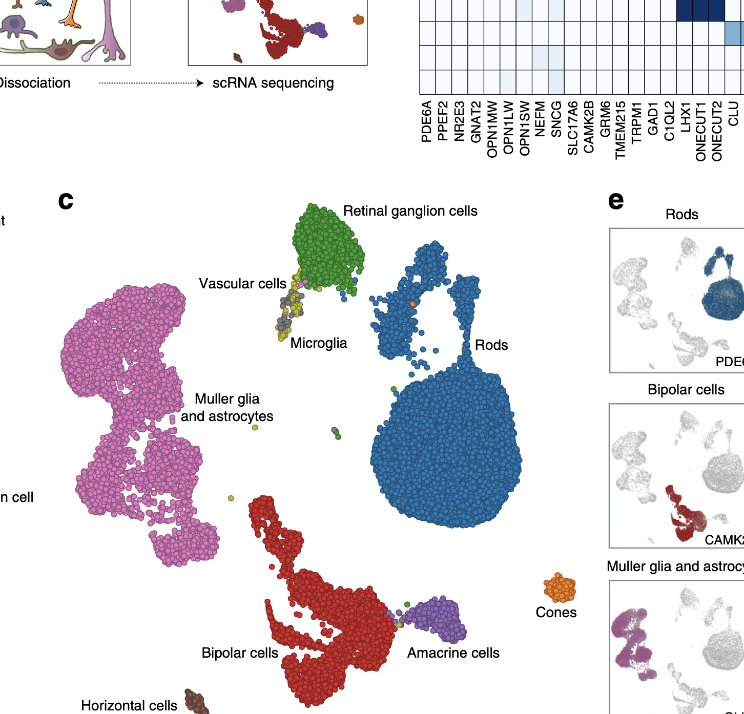 Single-cell transcriptomic atlas of the human retina identifies cell types associated with age-related macular degeneration