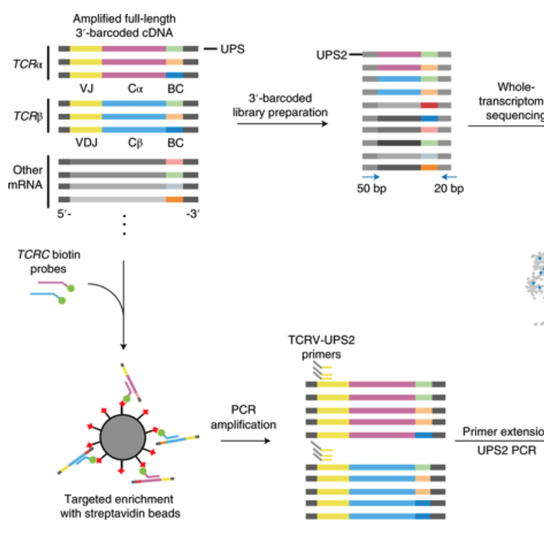 TCR sequencing paired with massively parallel 3′ RNA-seq reveals clonotypic T cell signatures