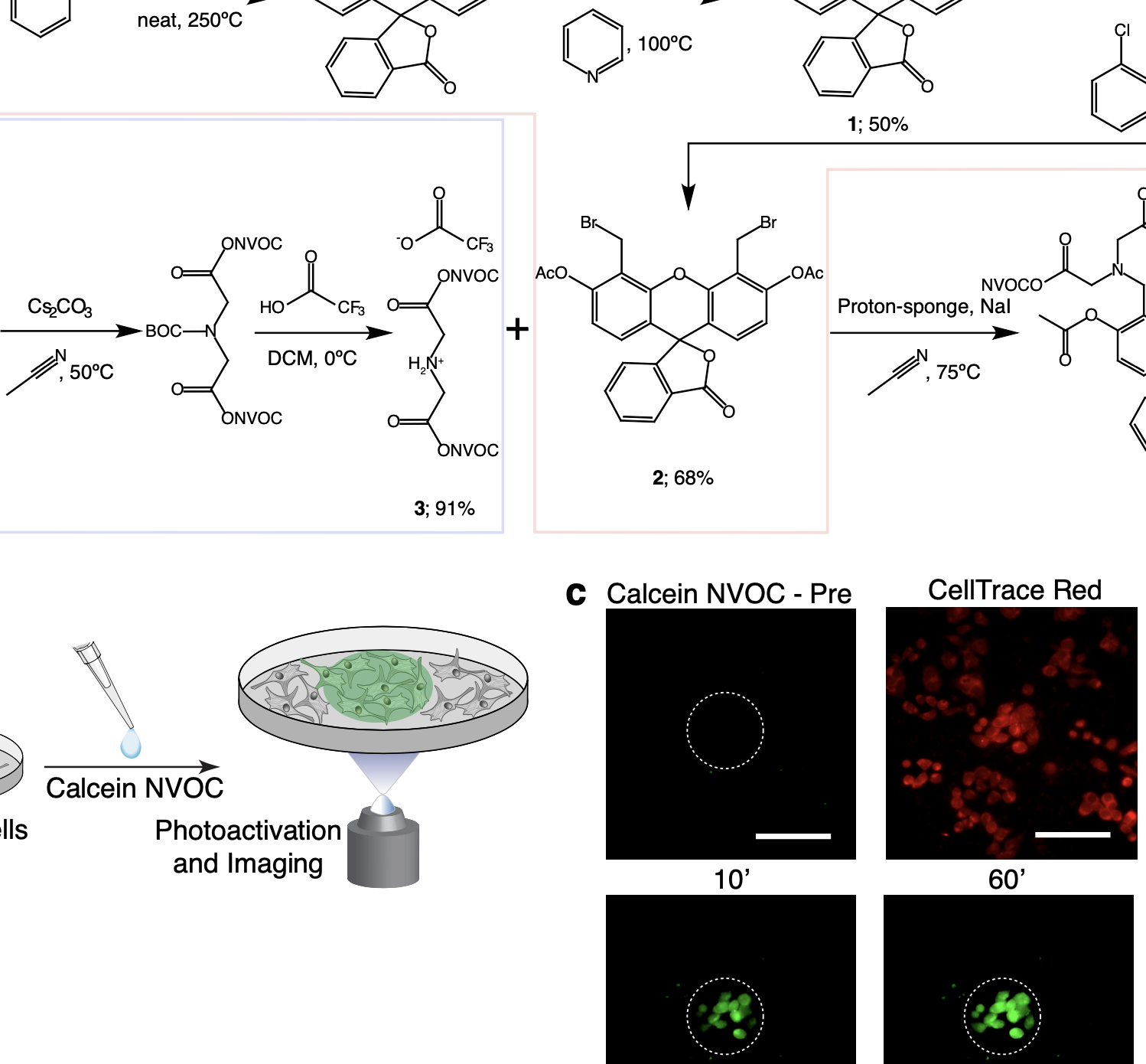 Spatially-resolved live cell tagging and isolation using protected photoactivatable cell dyes