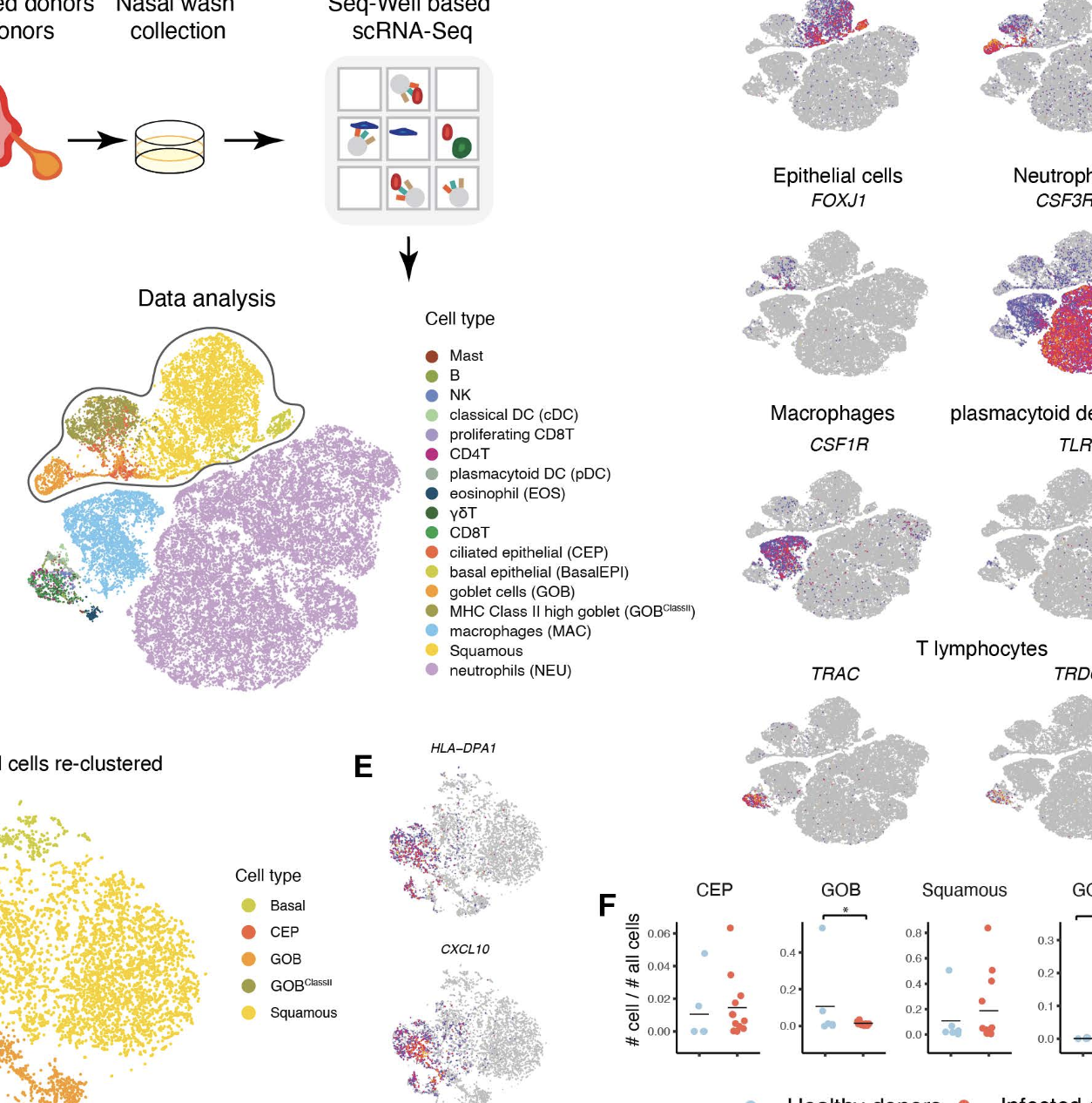 Single-cell analysis of upper airway cells reveals host-viral dynamics in influenza infected adults