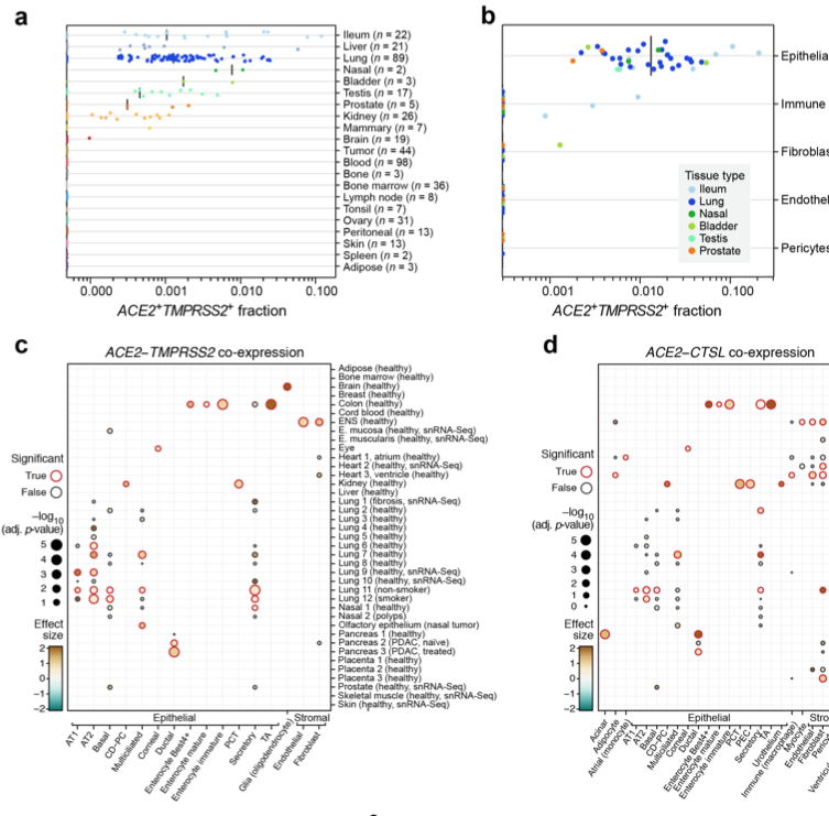 Integrated analyses of single-cell atlases reveal age, gender, and smoking status associations with cell type-specific expression of mediators of SARS-CoV-2 viral entry and highlights inflammatory programs in putative target cells