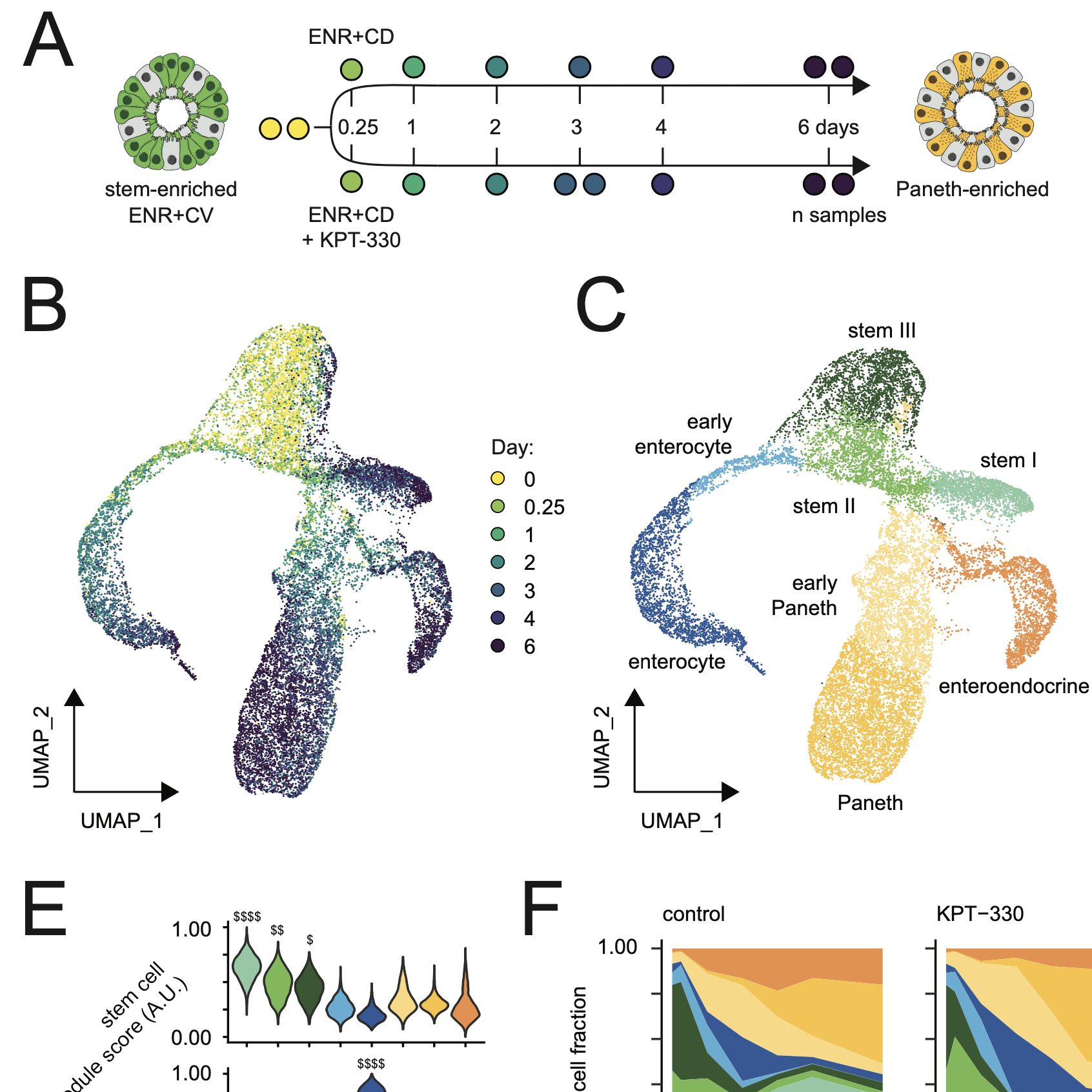 High-throughput organoid screening enables engineering of intestinal epithelial composition