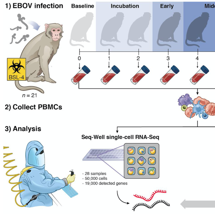 Single-cell profiling of Ebola virus infection ​in vivo​ reveals viral and host transcriptional dynamics