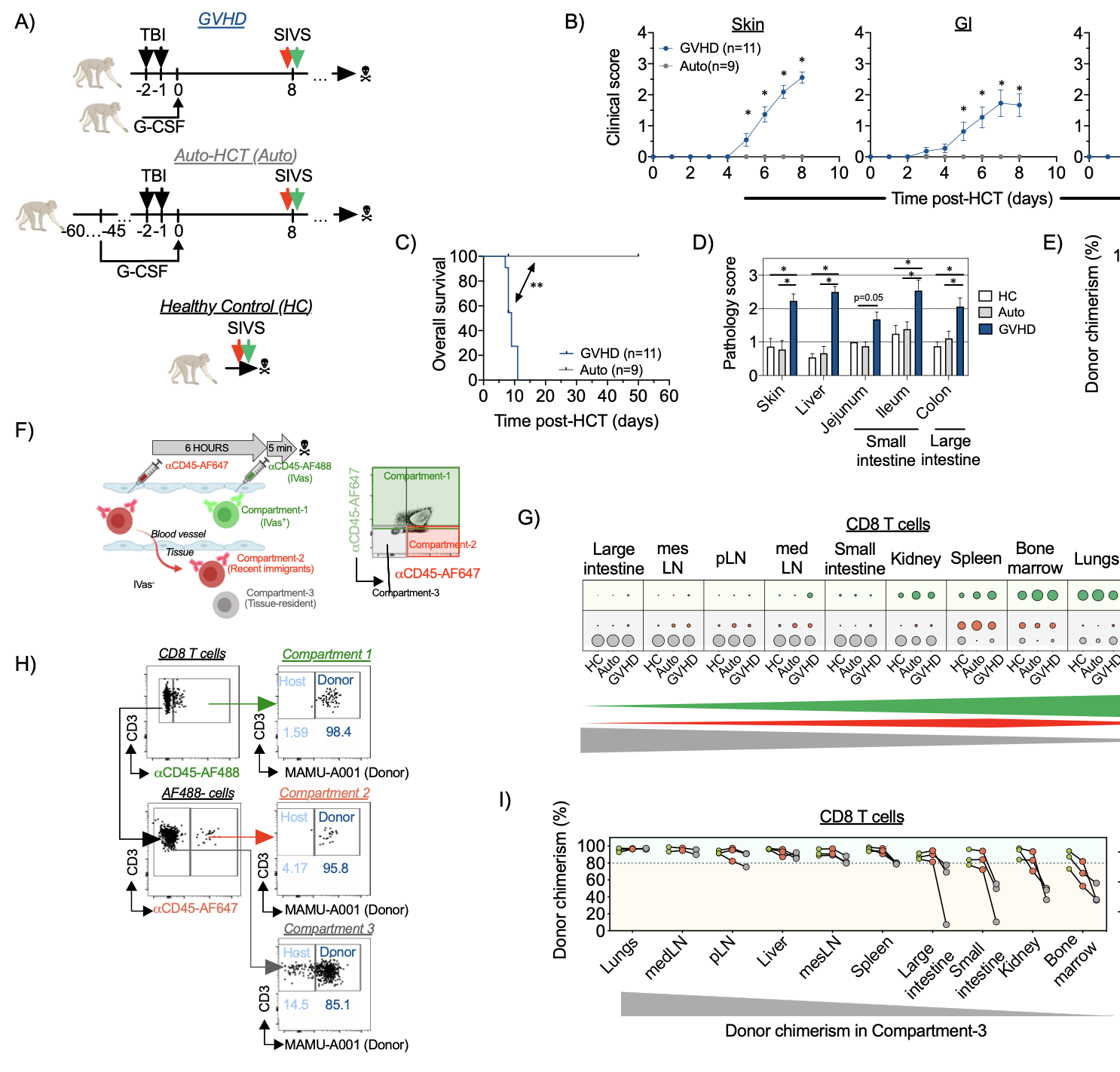 Spatiotemporal single-cell profiling of gastrointestinal GVHD reveals invasive and resident memory T cell states