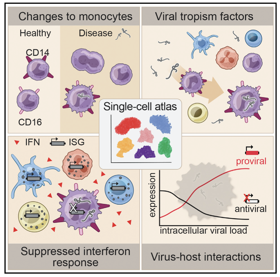 Single-cell profiling of ebola virus disease in vivo reveals viral and host dynamics