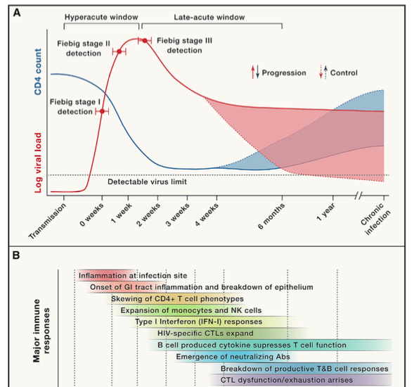 Evolution and diversity of immune responses during acute HIV infection