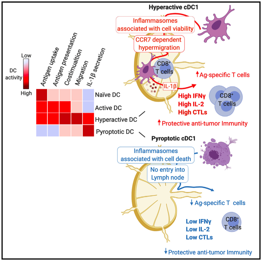 Inflammasomes within hyperactive murine dendritic cells stimulate long-lived T cell-mediated anti-tumor immunity
