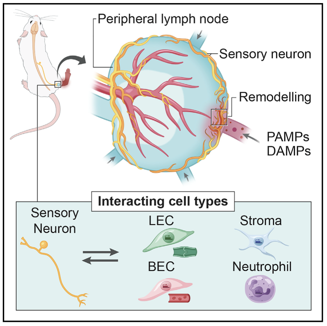 Lymph nodes are innervated by a unique population of sensory neurons with immunomodulatory potential