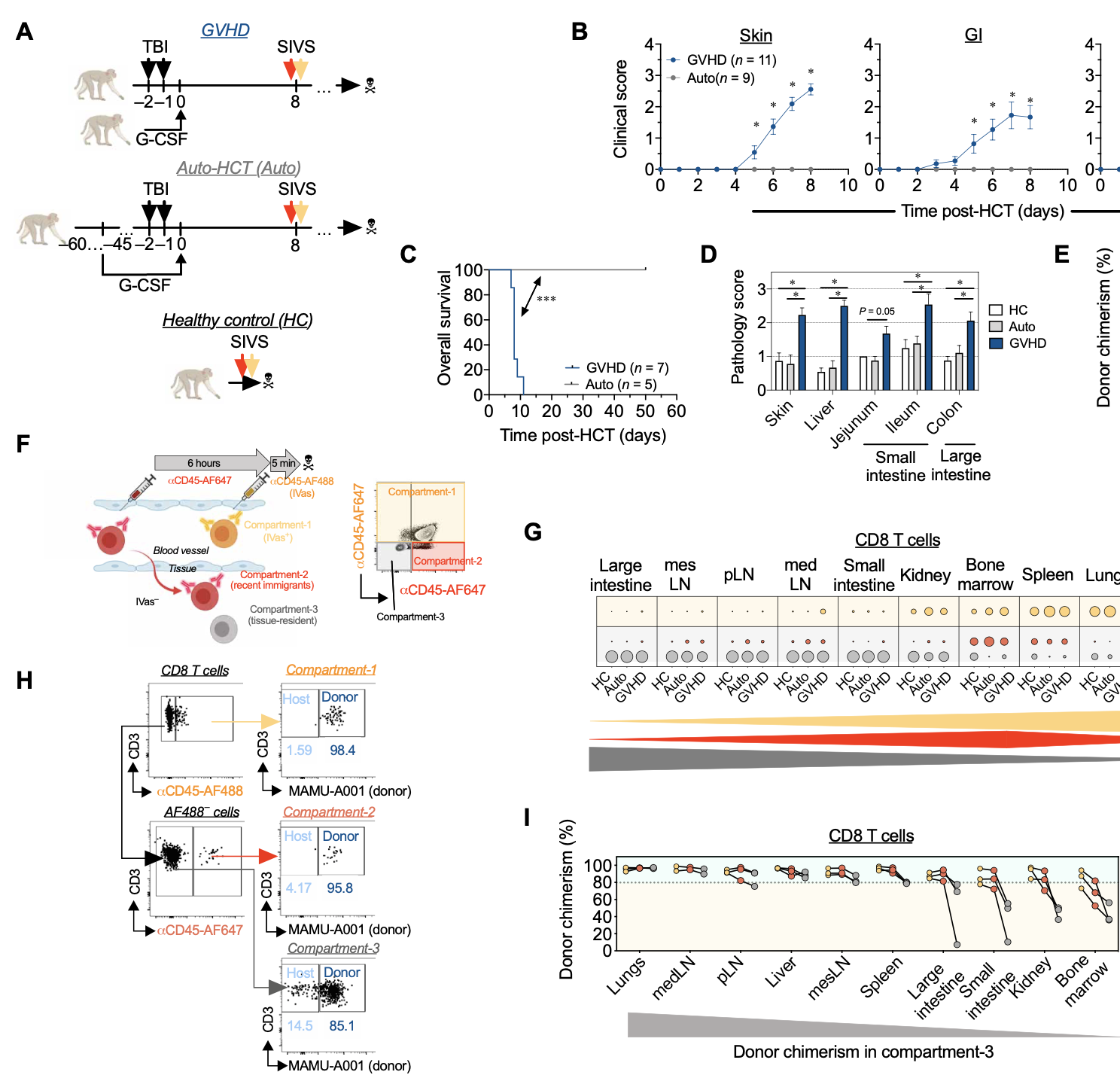 Spatiotemporal single-cell profiling reveals that invasive and tissue-resident memory donor CD8+ T cells drive gastrointestinal acute graft-versus-host disease