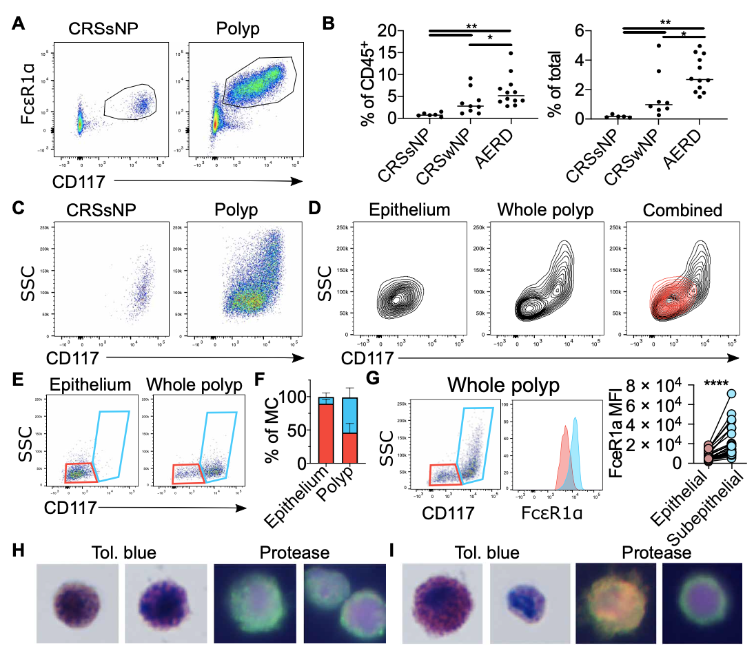 Human airway mast cells proliferate and acquire distinct inflammation-driven phenotypes during type 2 inflammation