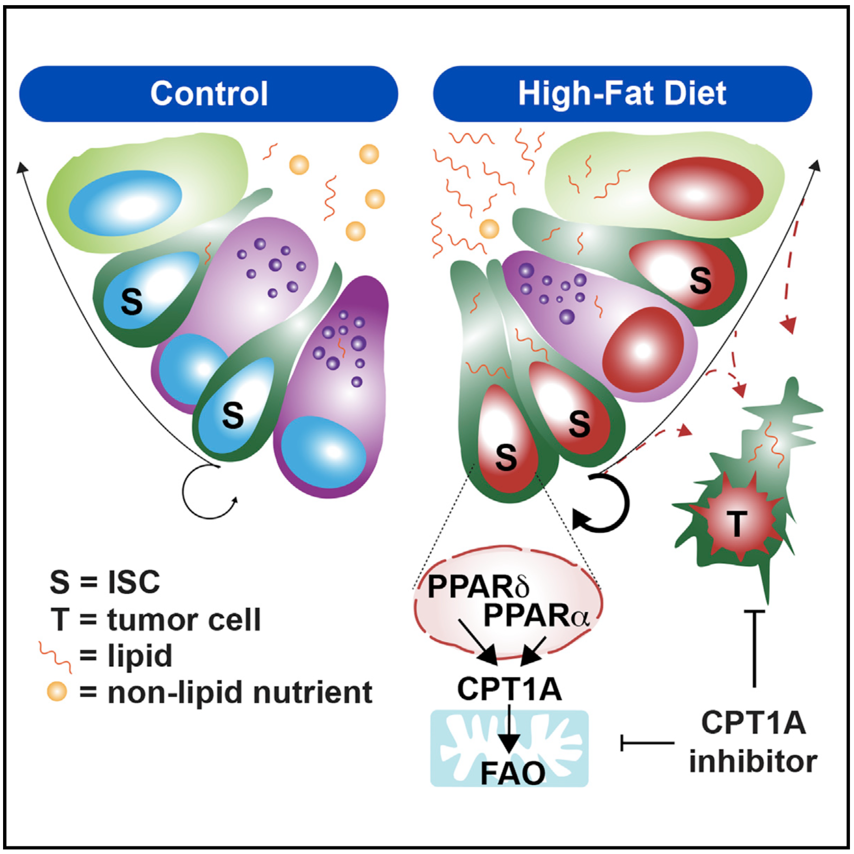 High-fat diet-activated fatty acid oxidation mediates intestinal stemness and tumorigenicity