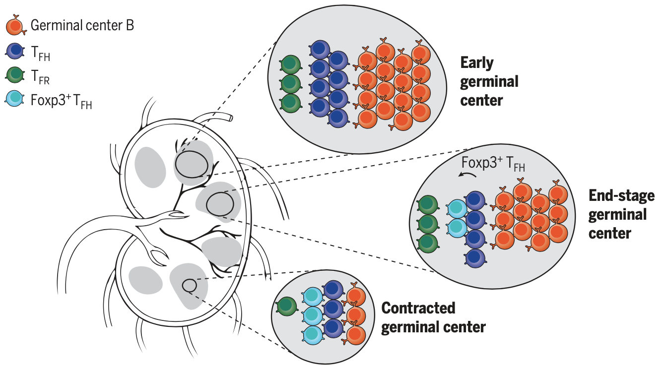 Expression of Foxp3 by T follicular helper cells in end-stage germinal centers