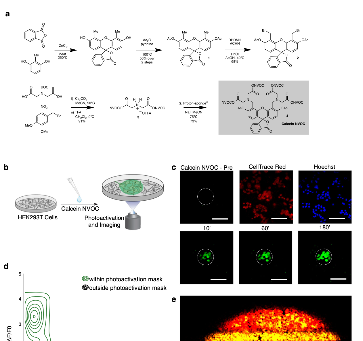 Live cell tagging tracking and isolation for spatial transcriptomics using photoactivatable cell dyes