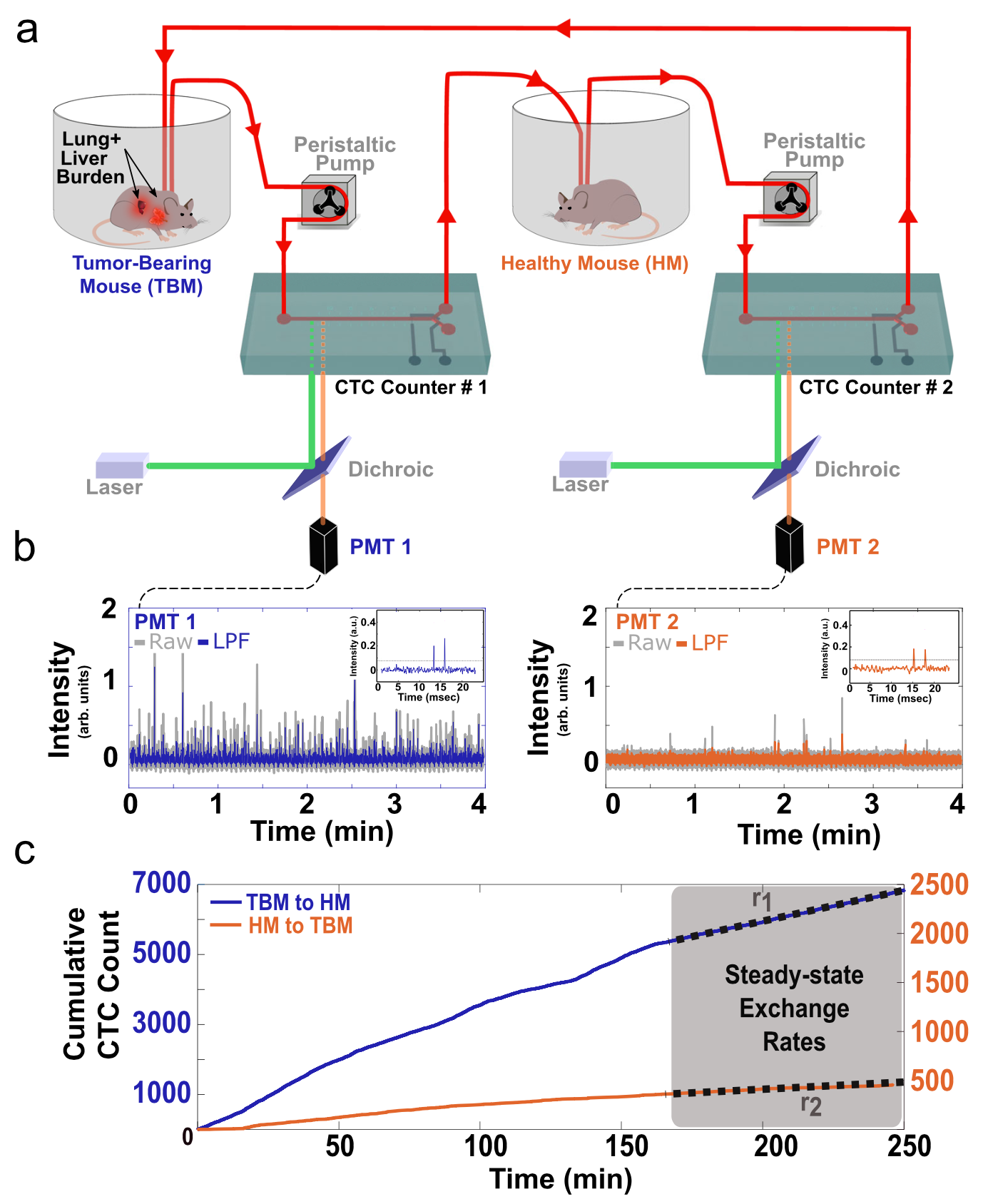 Measuring kinetics and metastatic propensity of CTCs by blood exchange between mice