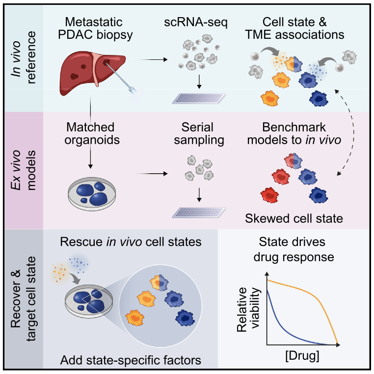 Microenvironment drives cell state, plasticity, and drug response in pancreatic cancer