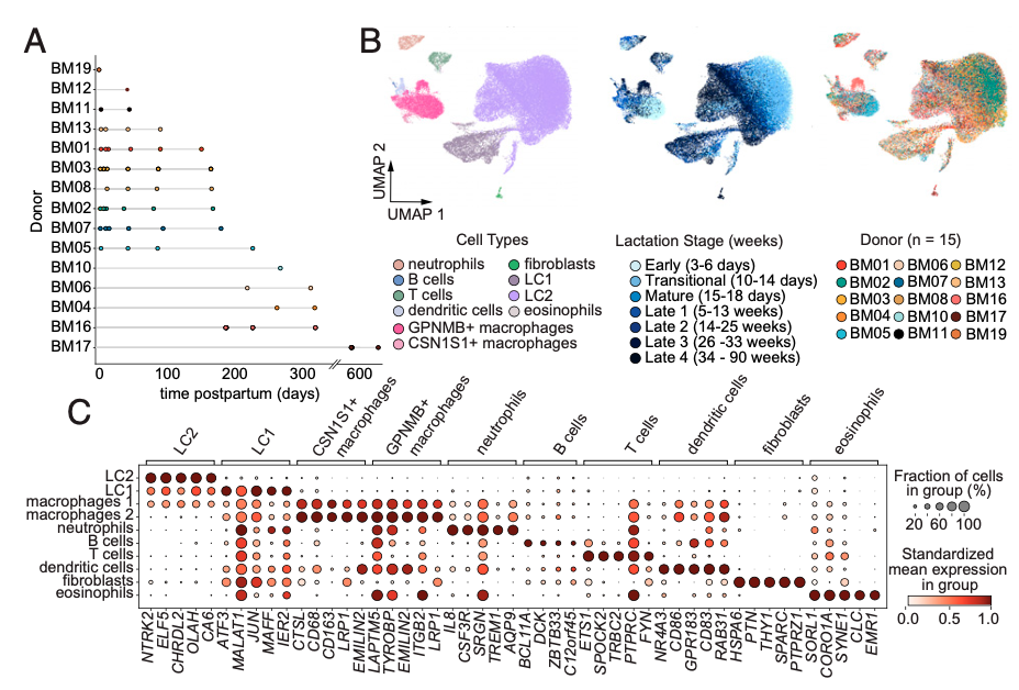 Cellular and transcriptional diversity over the course of human lactation