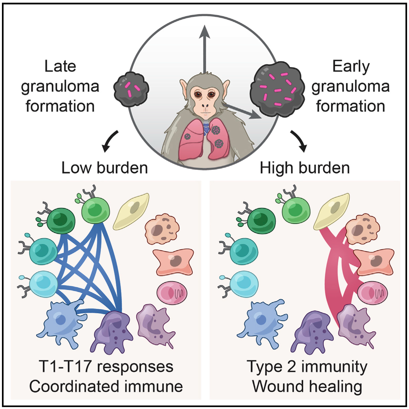 Multimodal profiling of lung granulomas in macaques reveals cellular correlates of tuberculosis control