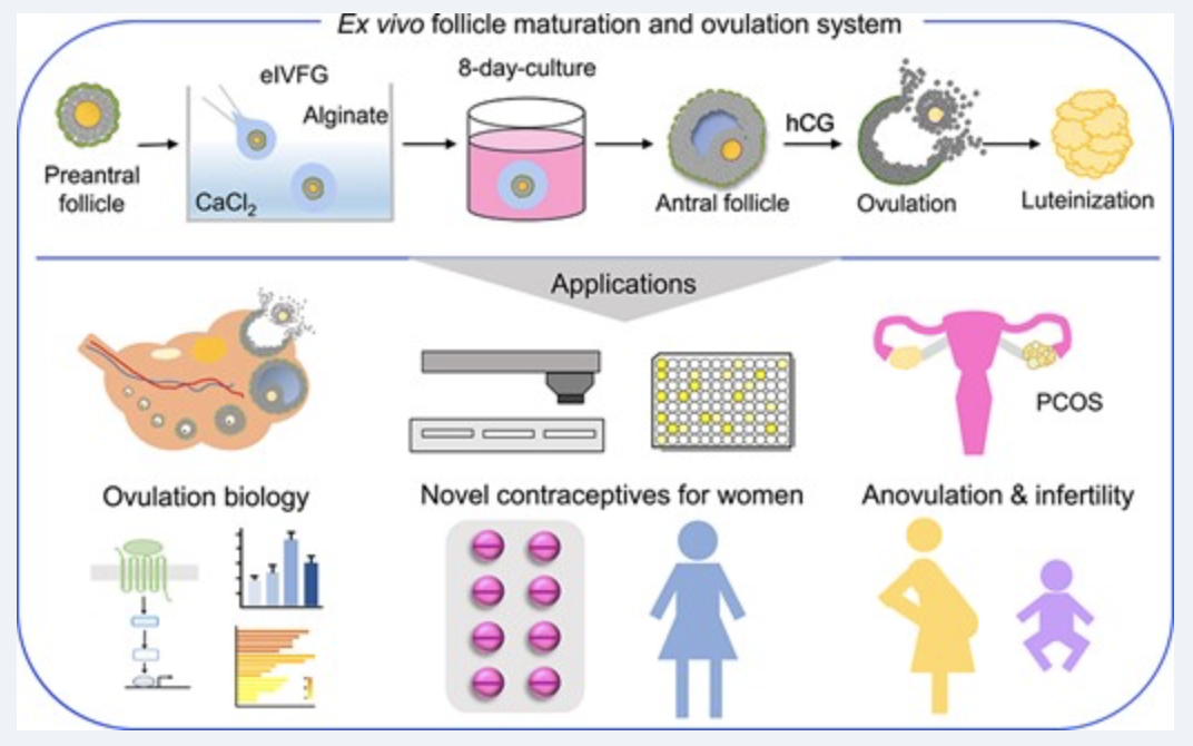 An ex vivo ovulation system enables the discovery of novel ovulatory pathways and nonhormonal contraceptive candidates