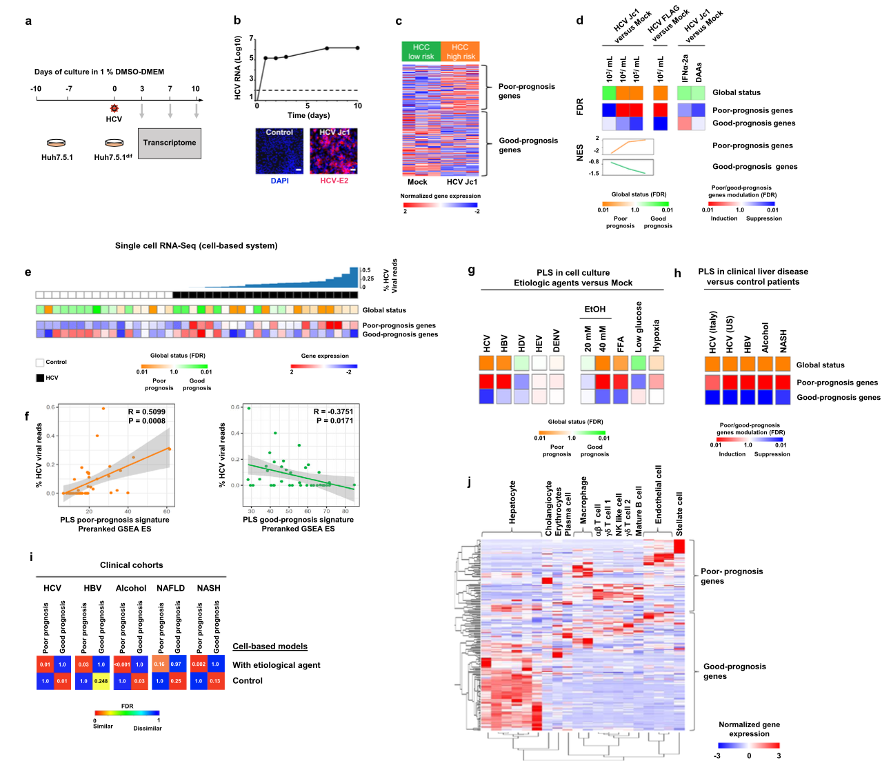 A human liver cell-based system modeling a clinical prognostic liver signature for therapeutic discovery