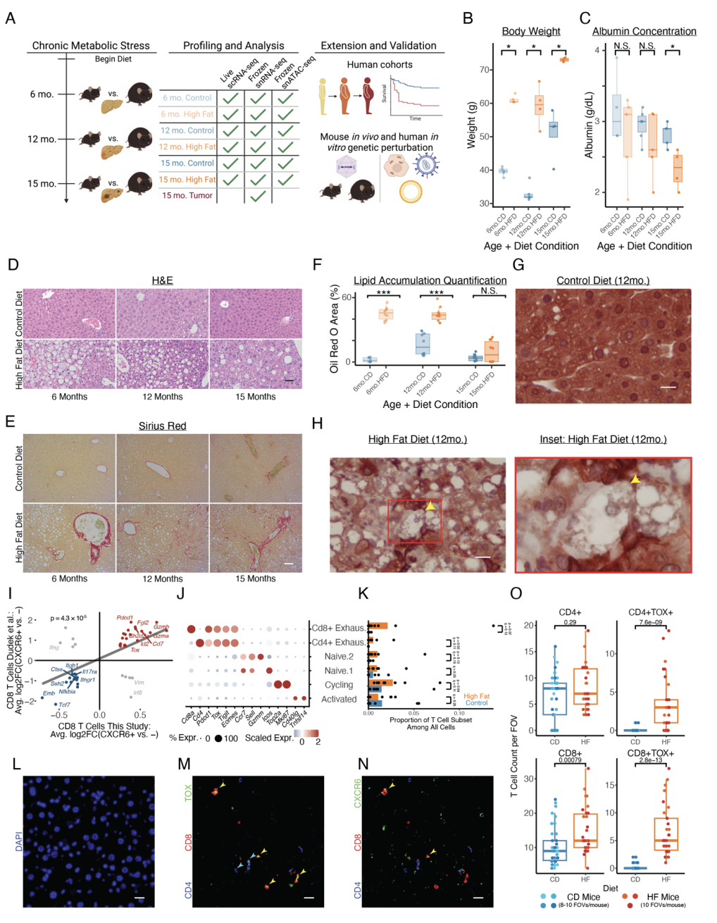 Chronic metabolic stress drives developmental programs and loss of tissue functions in non-transformed liver that mirror tumor states and stratify survival