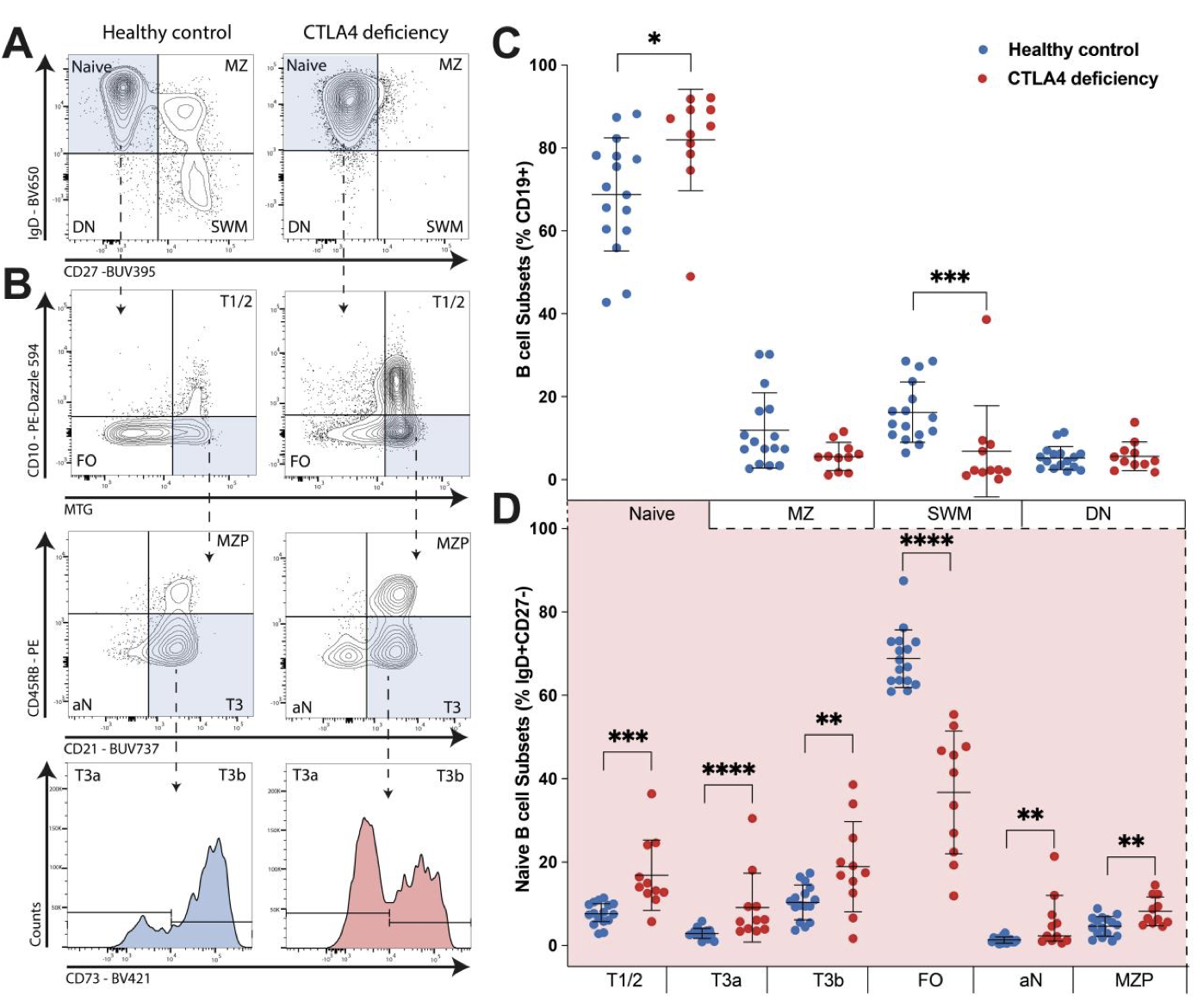 Congenital T cell activation impairs transitional to follicular B cell maturation in humans