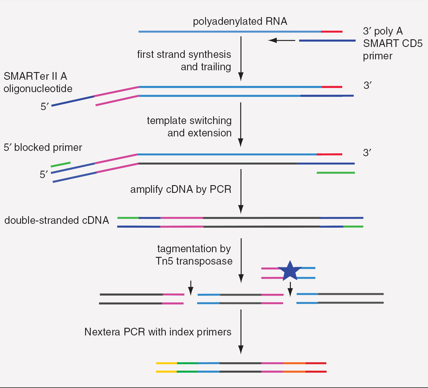 Preparation of Single-Cell RNA-Seq Libraries for Next Generation Sequencing
