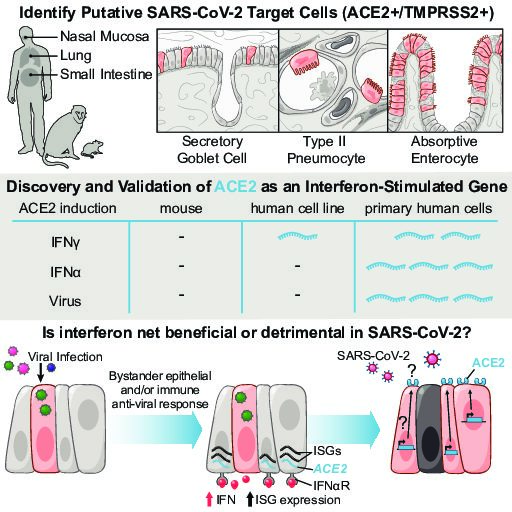 SARS-CoV-2 receptor ACE2 is an interferon-stimulated gene in human airway epithelial cells and is detected in specific cell subsets across tissues