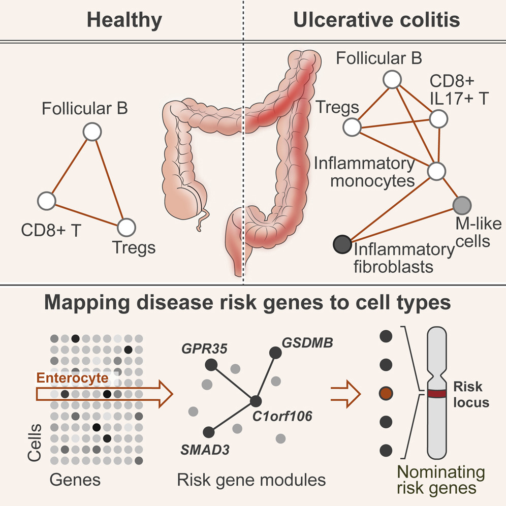 Intra- and inter-cellular rewiring of the human colon during ulcerative colitis