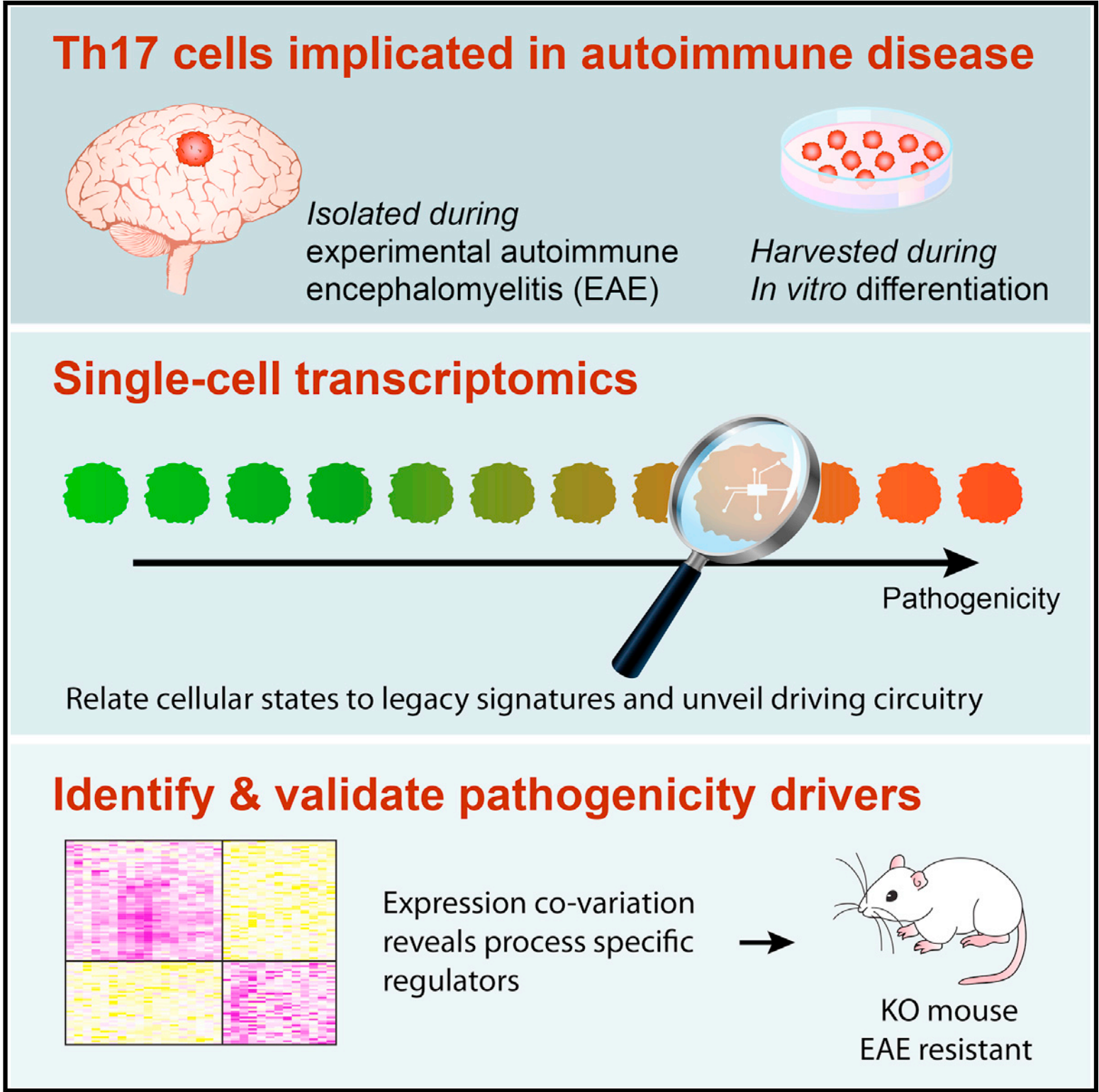Single-Cell Genomics Unveils Critical Regulators of Th17 Cell Pathogenicity