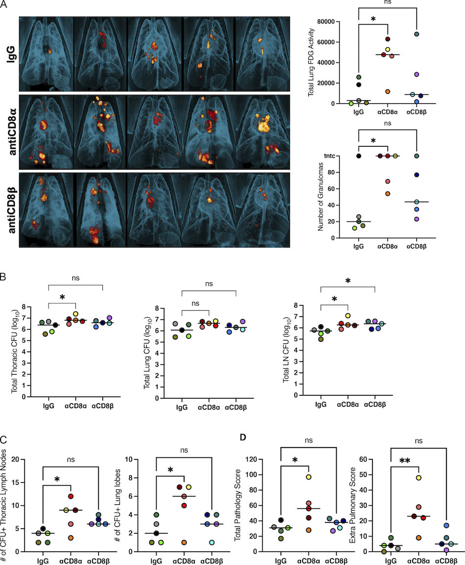 CD8+ lymphocytes are critical for early control of tuberculosis in macaques